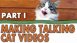 Making Talking Kitty Cat Videos (Part 1: Young Cats)