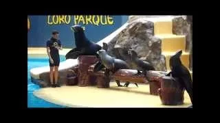 Шоу Тюленей в Loro Parque