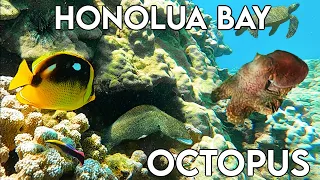 Amazing Honolua Bay Snorkeling | OCTOPUS | Maui Snorkeling Spots HAWAII | Best places to snorkel