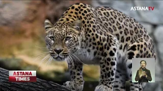 Редкого леопарда "поймала" фотоловушка в Мангистауском заповеднике