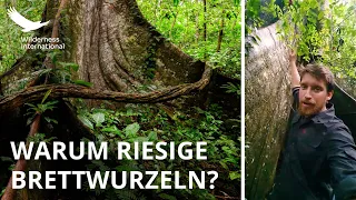 Warum haben die Bäume im tropischen Regenwald Brettwurzeln? Biologe Fabian Mühlberger erklärt