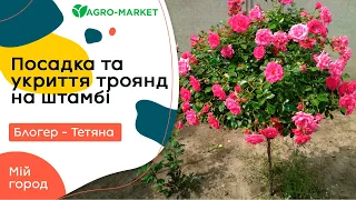 Штамбові троянди: посадка та укриття на зиму |  Мій город з Тетяною | AGROMARKET (штамбовые розы)