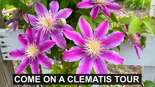 Clematis Plant Care and Mini Tour