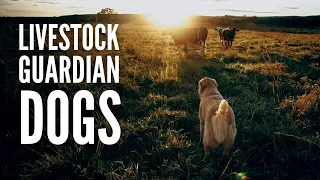 The 15 Best Livestock Guardian Dogs