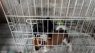 suara anak anjing menangis (1)