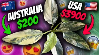 This Rare Variegated Plant is 20x Cheaper in Australia | Unicorn Plant Unboxing