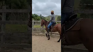 Uso do Hackmore em um Mangalarga Marchador