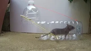 Using Plastic Bottle And Easy To Make Simple Rat Trap | How To Make Rat Trap And Catch Rat