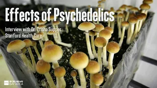 Effects of psychedelics