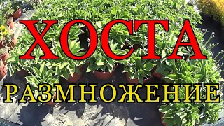 ХОСТА (HOSTA) - РАЗМНОЖЕНИЕ. Проще - не бывает.