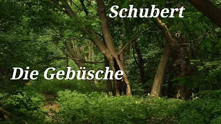 Schubert - Die Gebüsche, D. 646