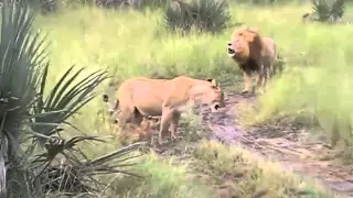 Lion and his cubs roaring