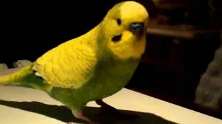 Charlie the Talking Budgie.MPG