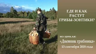 Где и как растут зонтики?  Дневник грибника 13 сентября 2018 года.