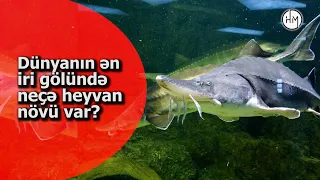 Xəzərdə neçə növ canlı yaşayır? - DÜNYANIN ƏN BÖYÜK GÖLÜNDƏ YAŞAYAN NADİR HEYVAN NÖVLƏRİ