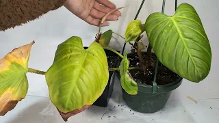 all my philodendrons in one video. 22 varieties .