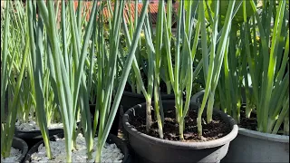 Depois desse vídeo você não vai errar ao PLANTAR CEBOLINHA EM VASO