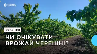 Як потепління вплине на врожай черешні у Запорізькій області