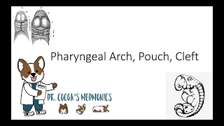 Pharyngeal Arch, Pouch, Cleft