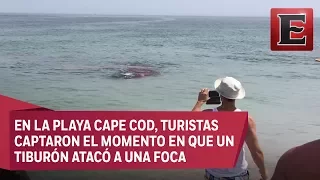 Video: Captan ataque de tiburón blanco a pocos metros de la playa