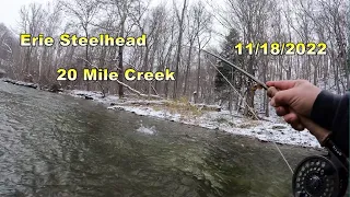 Erie Steelhead  - 20 Mile Creek - 11/18/2022