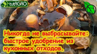 КОРНИ МОЩНЫЕ КАК У ДУБА, ЛИСТЬЯ ЗЕЛЕНЫЕ КАК ИЗУМРУД! Очень простая домашняя бесплатная подкормка.