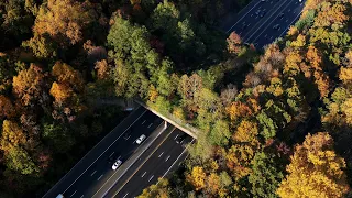 Did you know there are “wildlife bridges” that cross a major N.J. interstate?