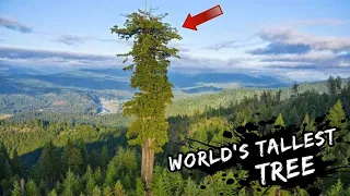 Ang Pinakamataas na Puno sa buong mundo (World's Highest Tree) | Kaalaman PH
