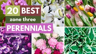 20 Easy to Grow Zone 3 Perennials