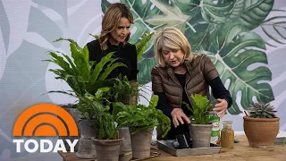 Martha Stewart shares tips for taking care of indoor plants