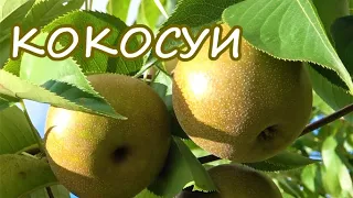 Груша КОКОСУИ / Из серии азиатских груш "Наши"