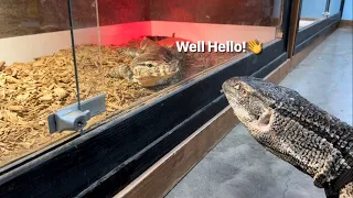 Black throat monitor meets Asian water monitor