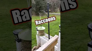 Raccoons getting into the bird feeders Finally a simple solution #shorts