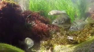 Dipped GoPro in Tide Pools using cord #BikiniBottom