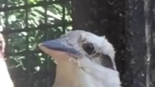 FUNNY FRIEND MEME- The Kookaburra MEME- Hilarious Video