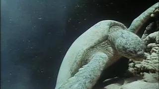 18 1989 Борнео   Призрак морской черепахи