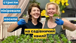 У подружки стрижемо хвойні, пікіруємо розсаду, милуємось красою квітів