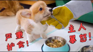 In the face of little Corgi's serious food protection, the owner furiously shot