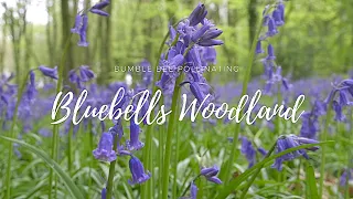 Bluebells Woodland 4k - nature relaxing music