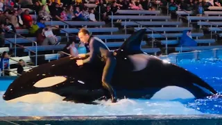 Omg 😱 biggest whale 🐳 stund on water 💦 #orca #killerwhale #viral #video #youtube #youtubeshorts