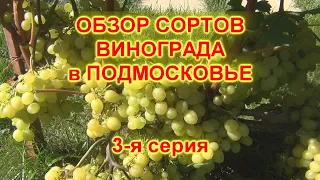 ч 3  СОРТА ВИНОГРАДА, созревающие в ПОДМОСКОВЬЕ. 3-я серия. АЛЁШЕНЬКИН,  и АТОС