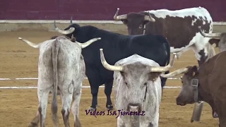 Zaragoza 11/10/2018 - Desencajonada toros 12/10/2018