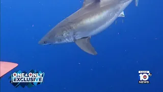 Large great white shark swims right by Florida Keys fishermen