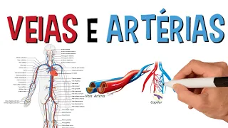 Principais Veias e Artérias Do Corpo Humano | Sistema Cardiovascular | Circulatório