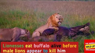 Lion Eat Buffalo Alive  Before Male Lions Appear To Kill