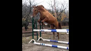 Обучение лошади.Шпрингартен.Horse training