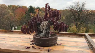 Autumn 2021 bonsai display