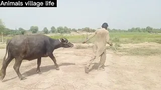 Buffalo flu treatment in village life