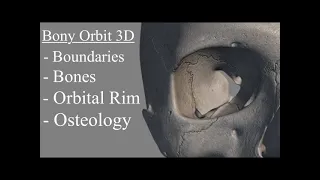 Bony Orbit Anatomy 3d , Osteology , Orbital Rim, Boundaries. The bony orbit of eye, Orbital Cavity