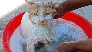 First Bath for a Stray Cat / Bathing a Cat for the First Time / First Bath for a Cat / Bathing a Cat